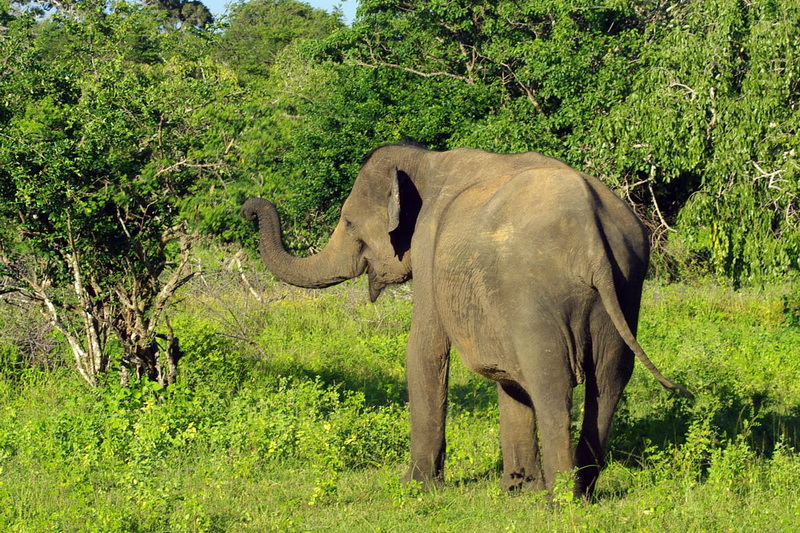 Sri Lanka, National parks